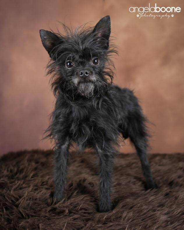 Affenhuahua 1