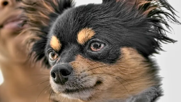 Affenhuahua 2