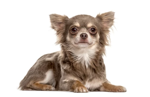 Affenhuahua 3
