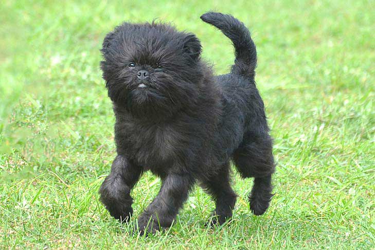 Affenpinscher 1