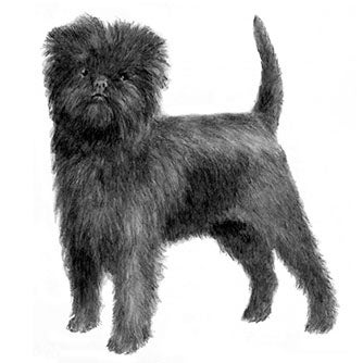 Affenpinscher 2