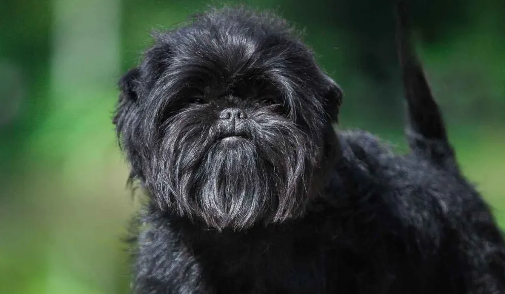 Affenpinscher 3