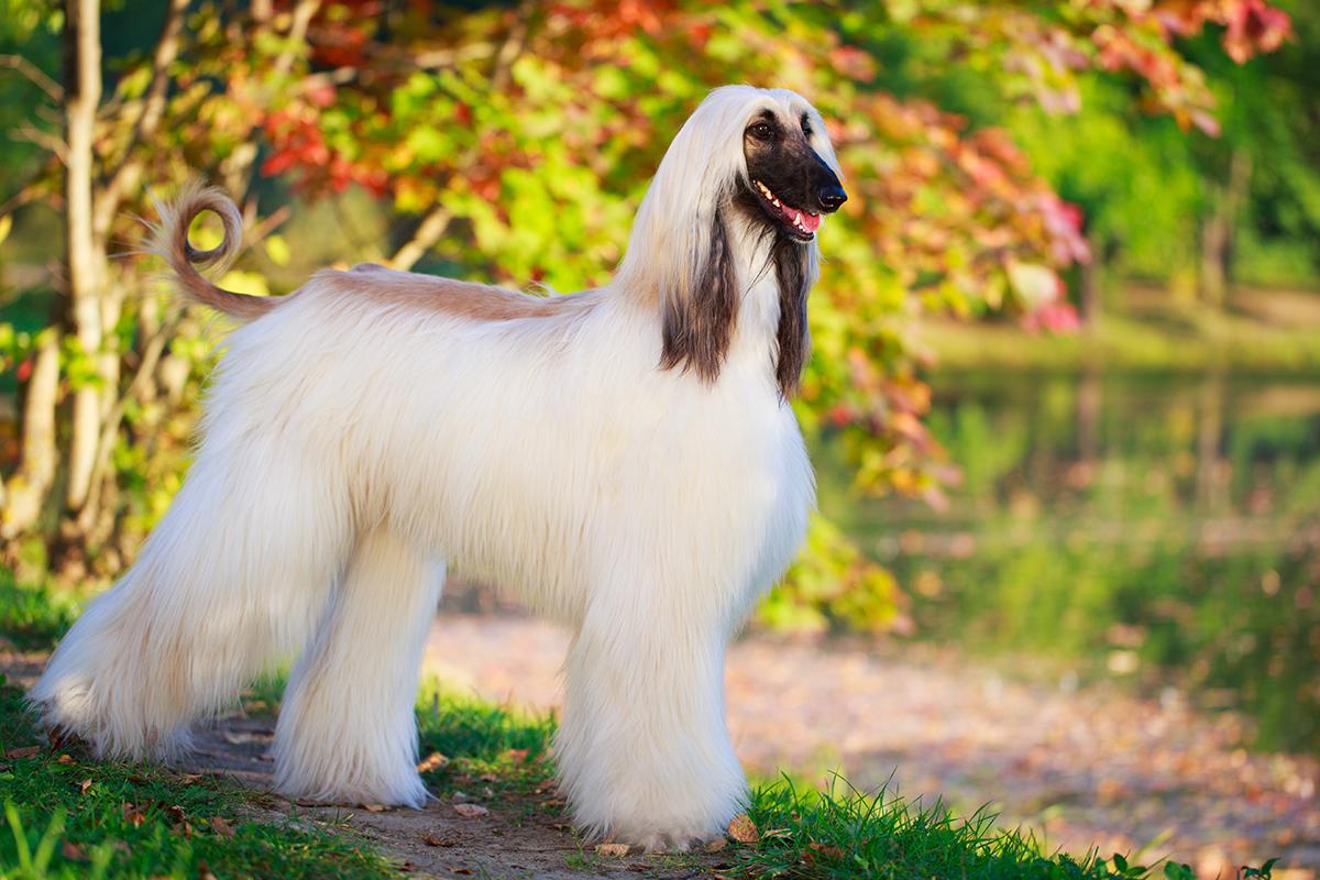 Afghan Hound 2