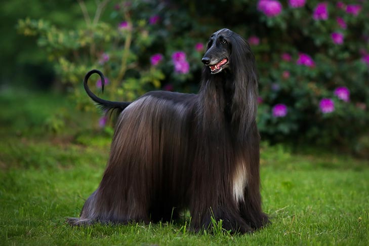 Afghan Hound 3