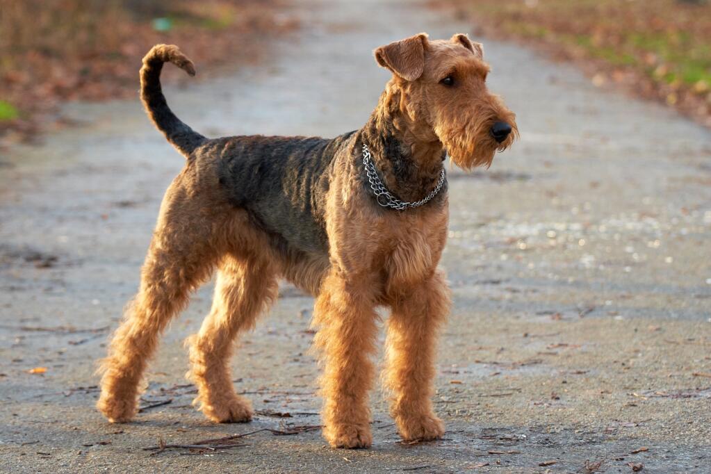 Airedale Terrier 1
