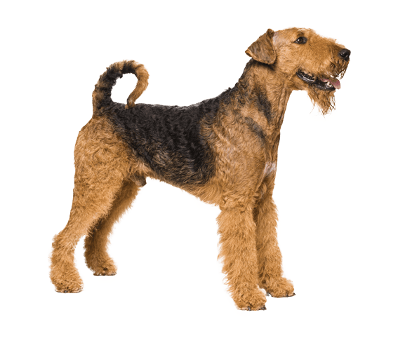 Airedale Terrier 2