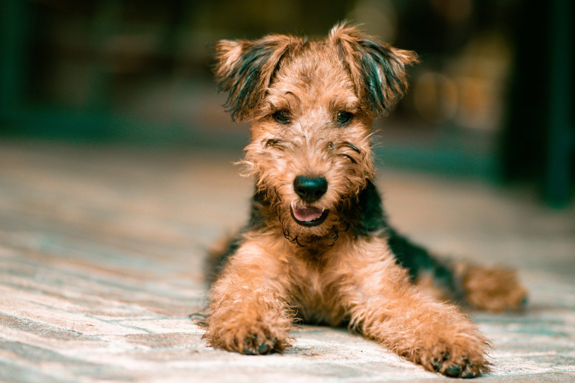 Airedale Terrier 3