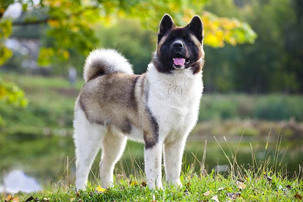 Akita 1