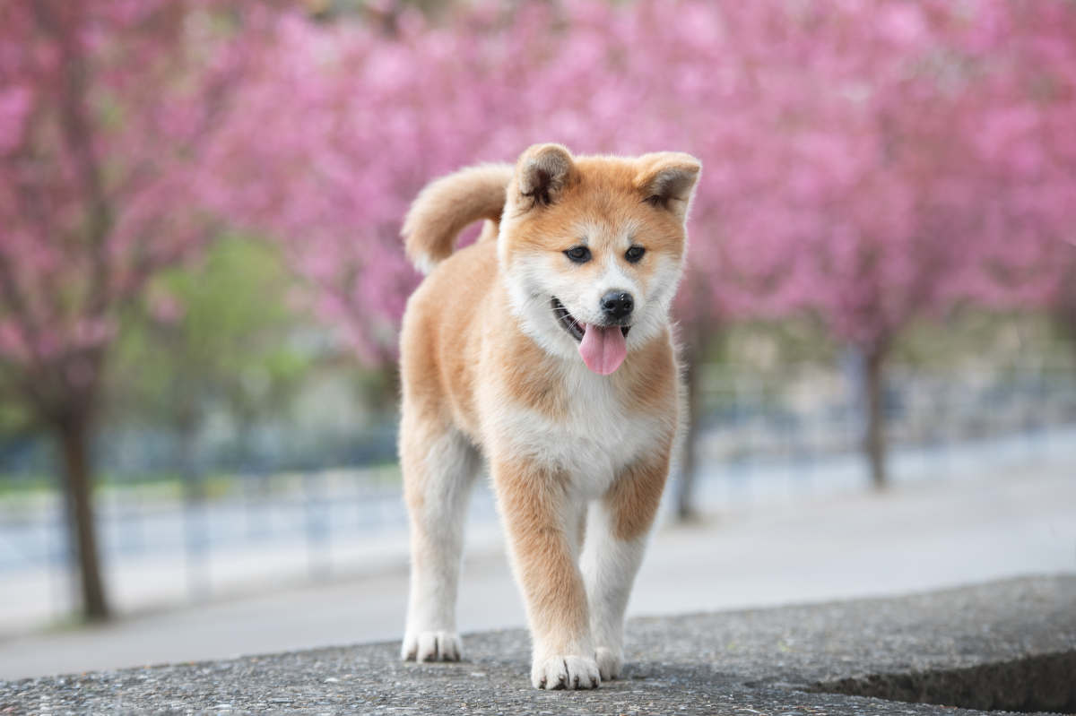 Akita 2