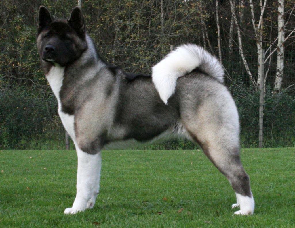 Akita 3