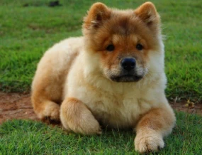Akita Chow 1