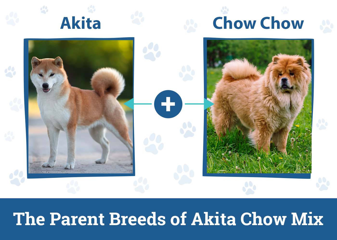 Akita Chow 2