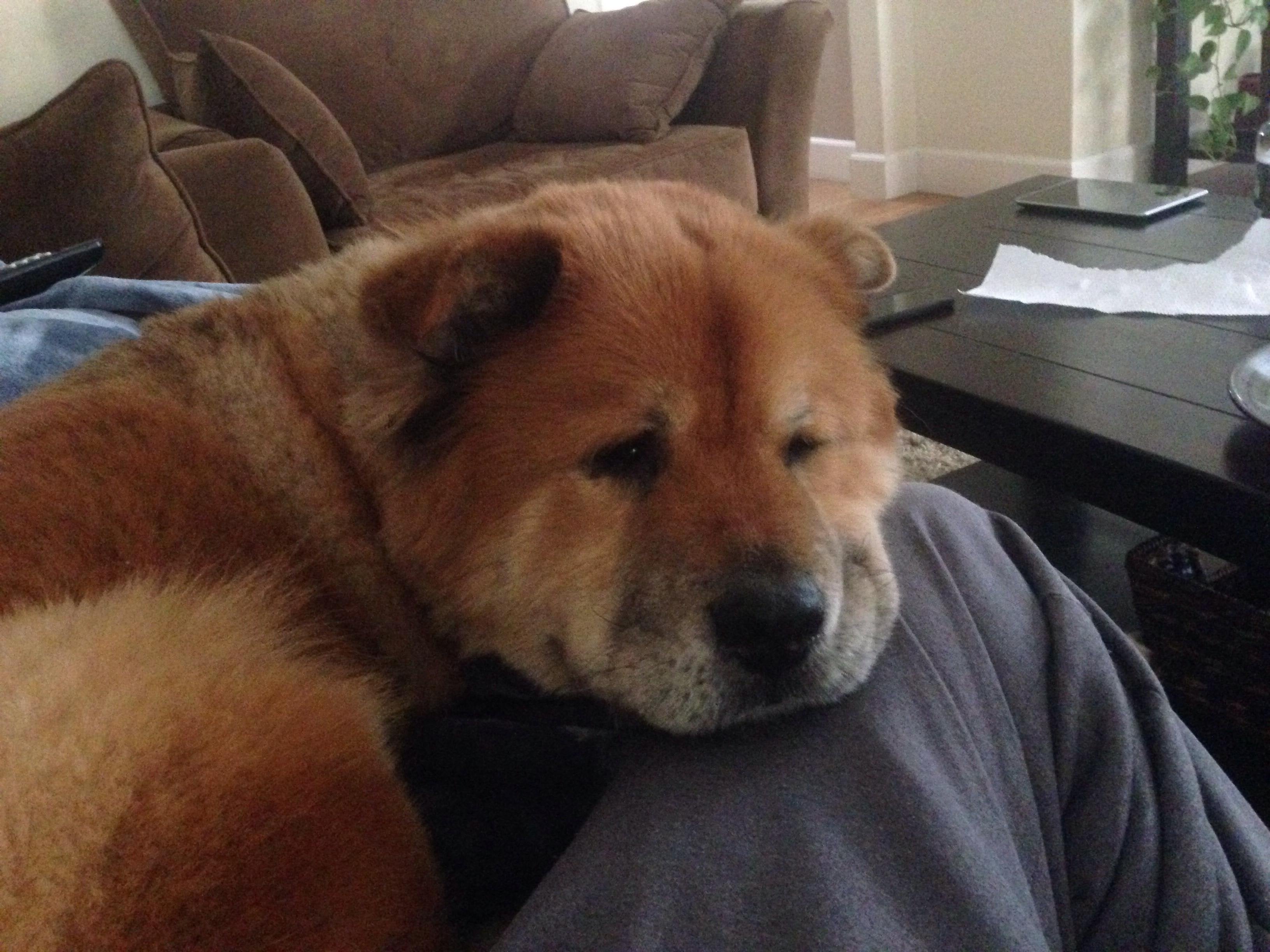 Akita Chow 3