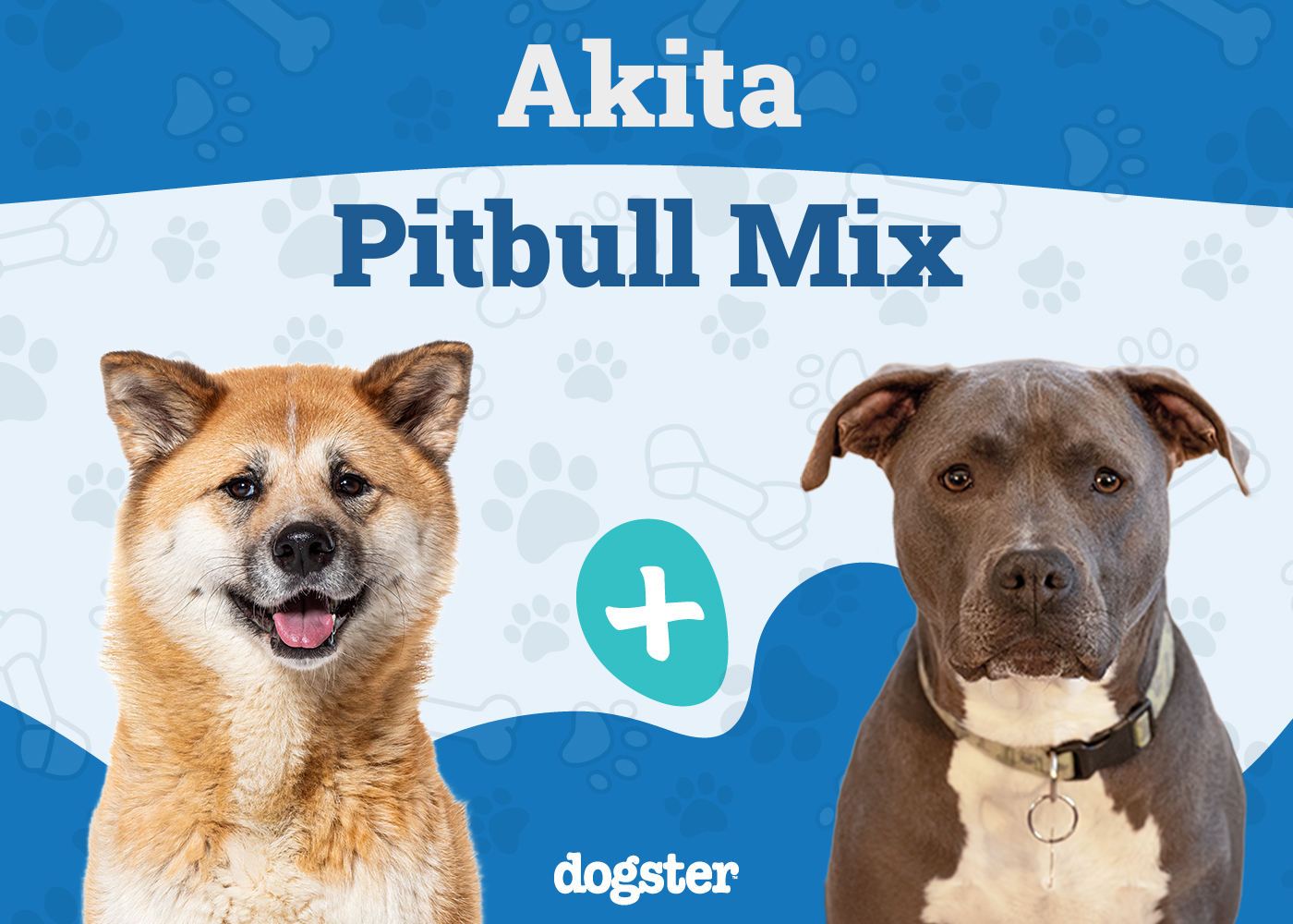 Akita Pit 3