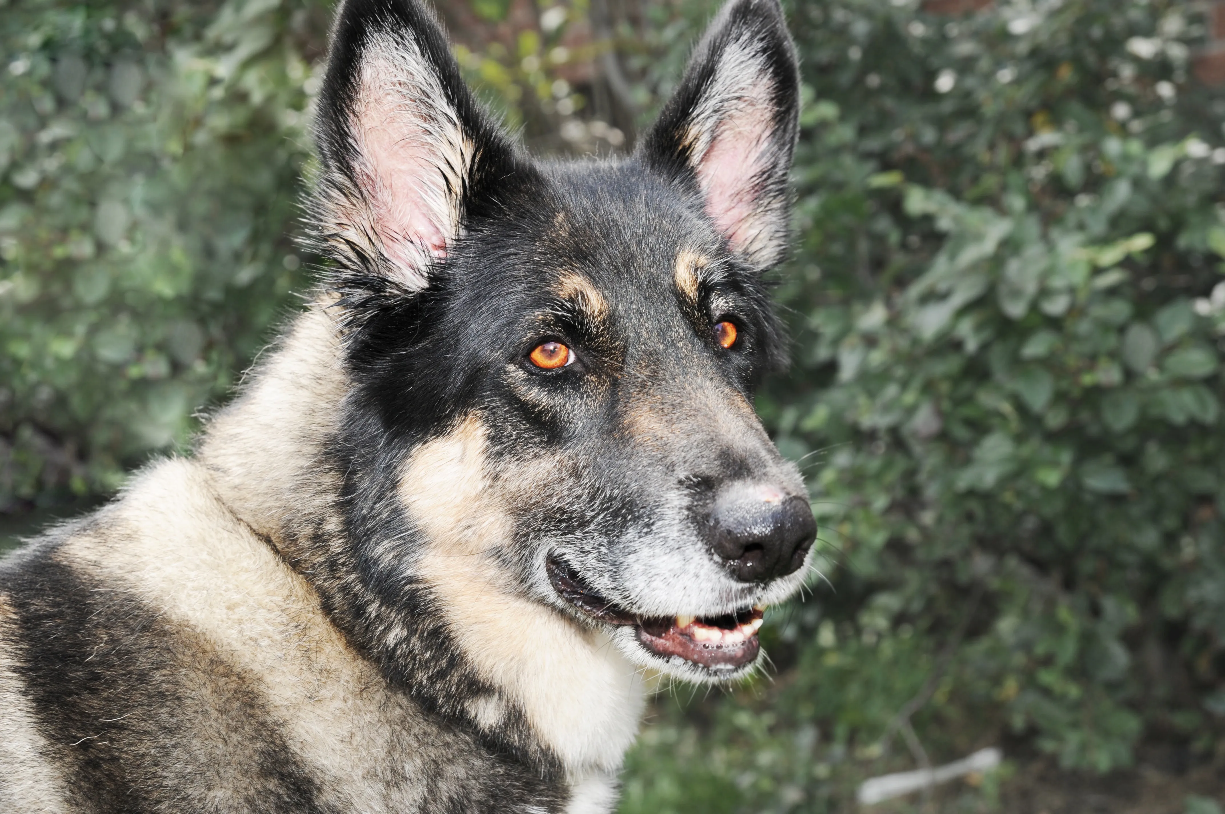 Akita Shepherd 1