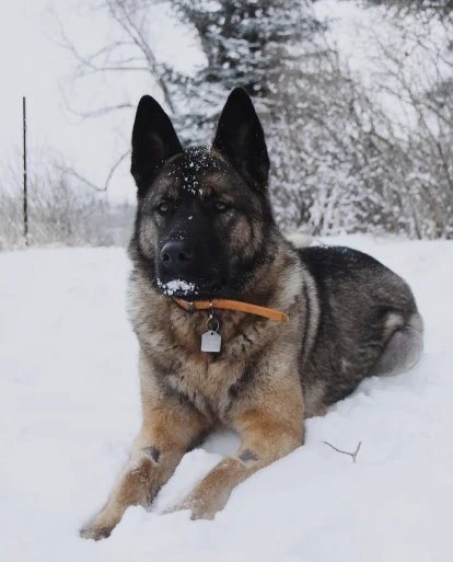 Akita Shepherd 2