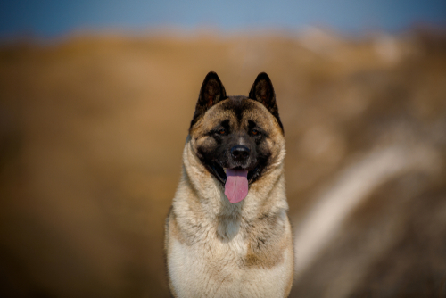 Akita Shepherd 3
