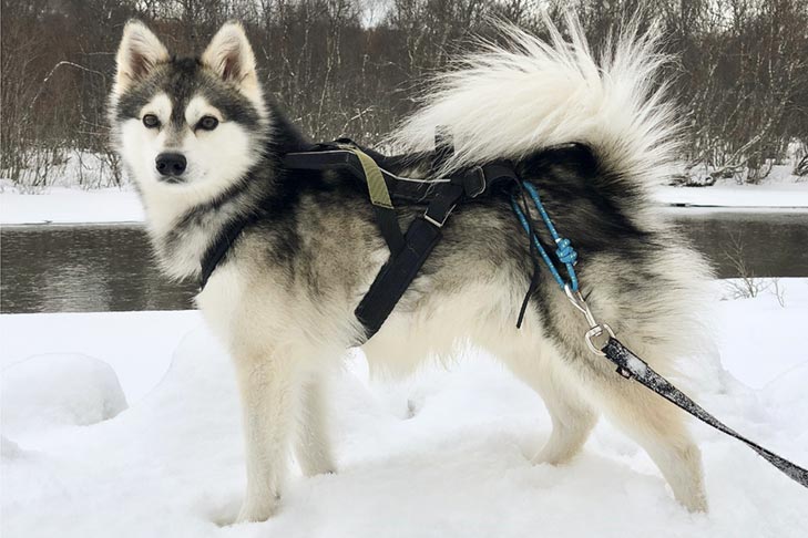 Alaskan Klee Kai 1