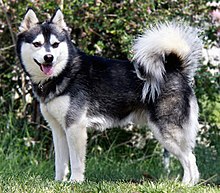 Alaskan Klee Kai 2