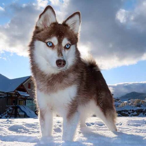 Alaskan Klee Kai 3