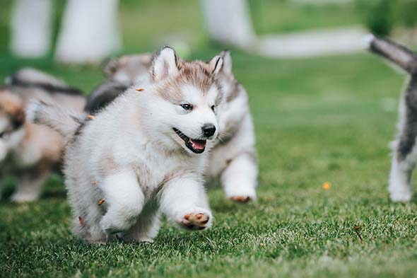 Alaskan Malamute 1