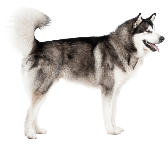 Alaskan Malamute 2