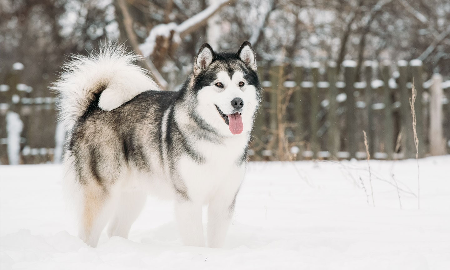 Alaskan Malamute 3