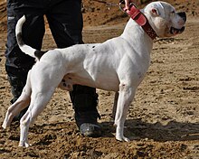 American Bulldog 1