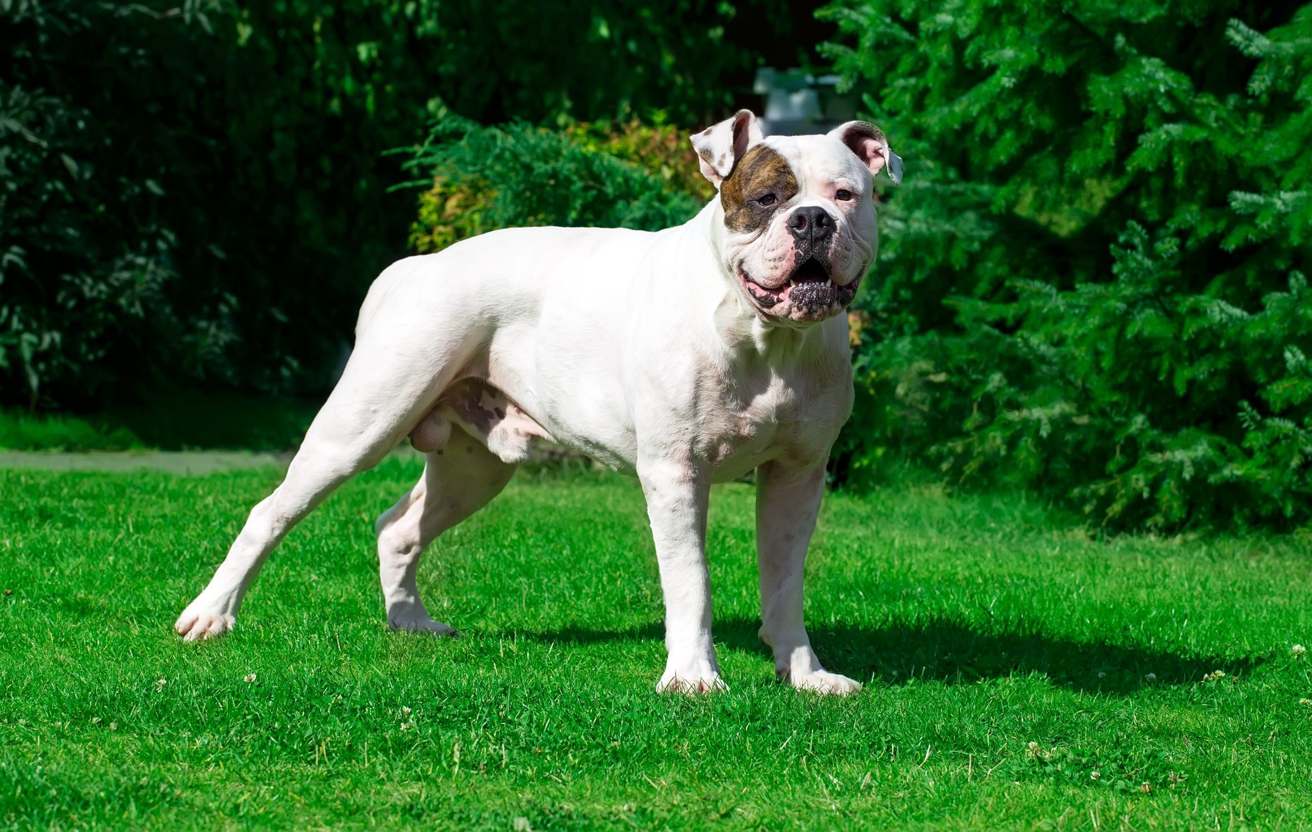 American Bulldog 2