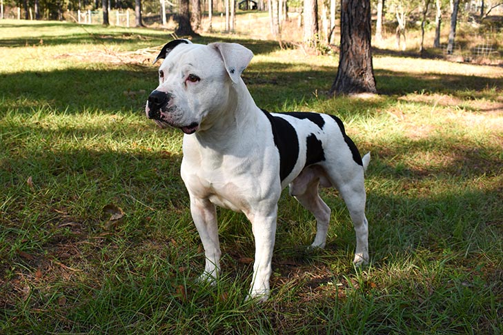 American Bulldog 3
