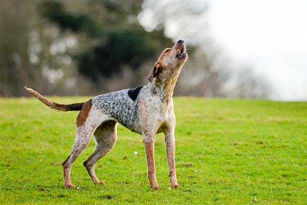 American English Coonhound 2