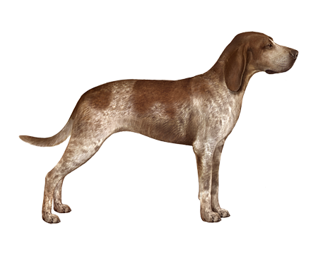 American English Coonhound 3