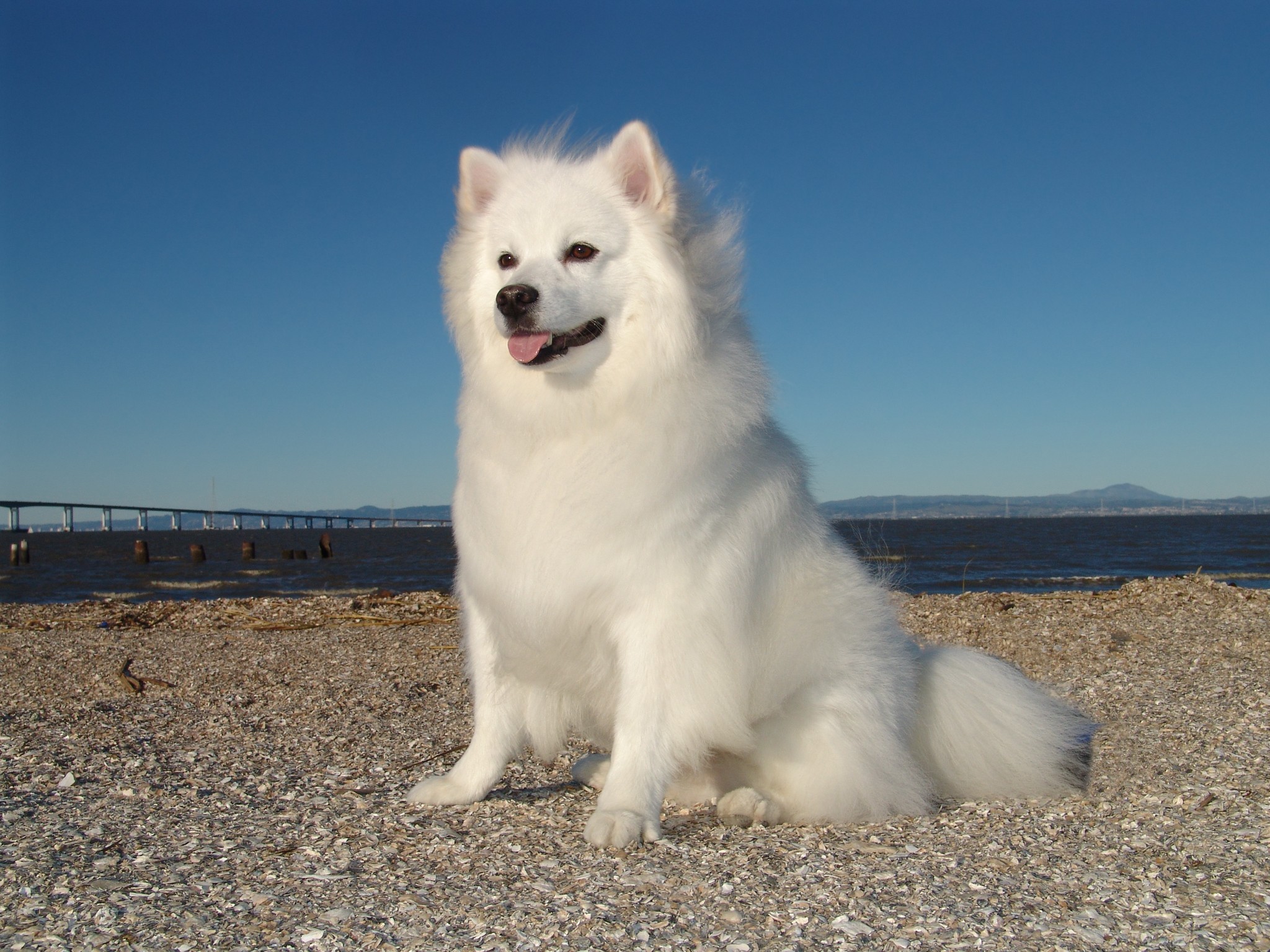 American Eskimo Dog 2