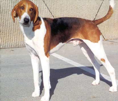 American Foxhound 2