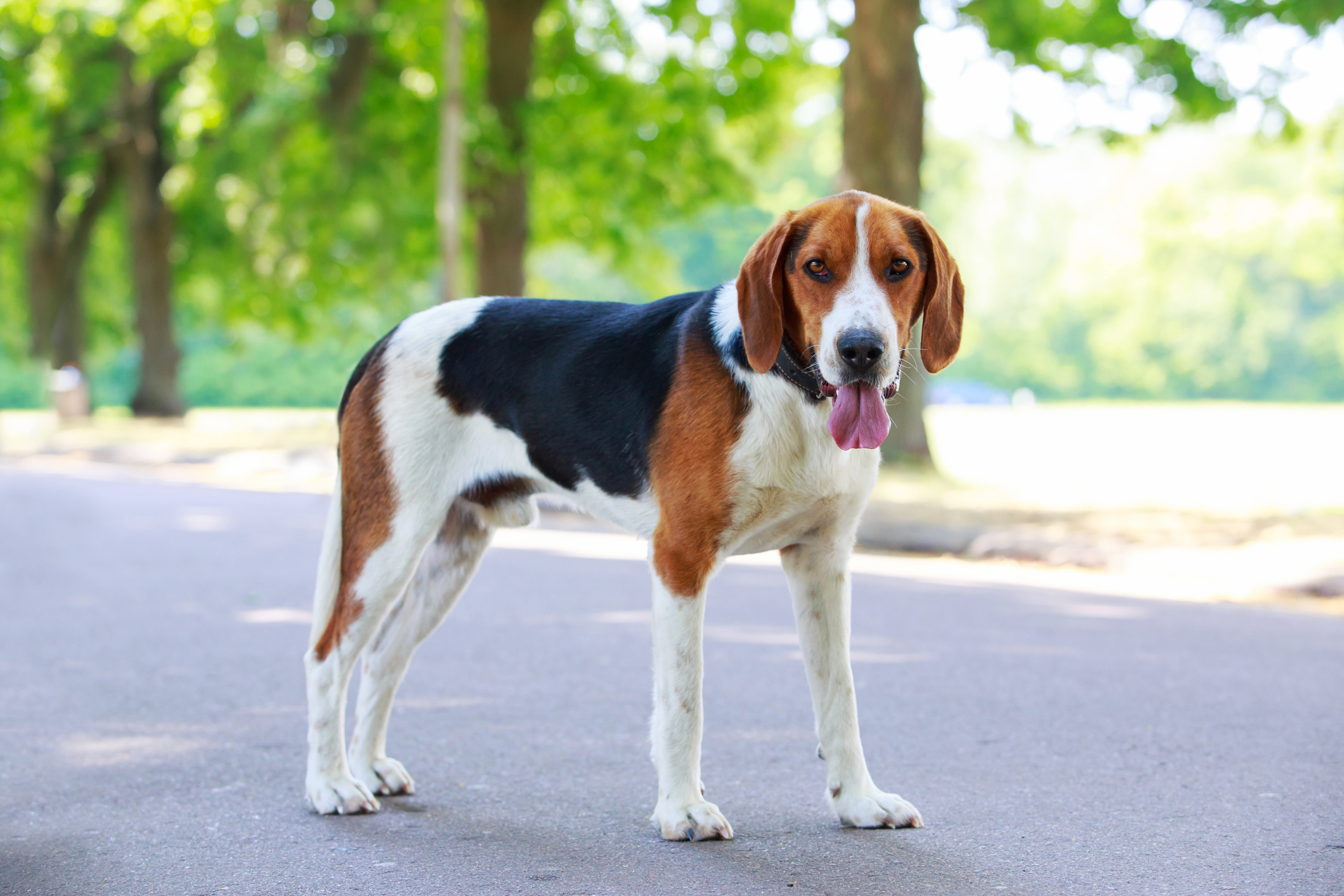 American Foxhound 3