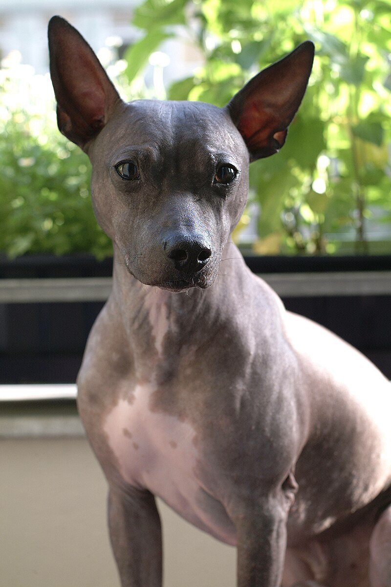 American Hairless Terrier 1