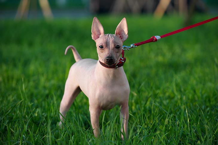 American Hairless Terrier 2