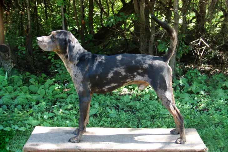 American Leopard Hound 1
