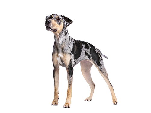 American Leopard Hound 2