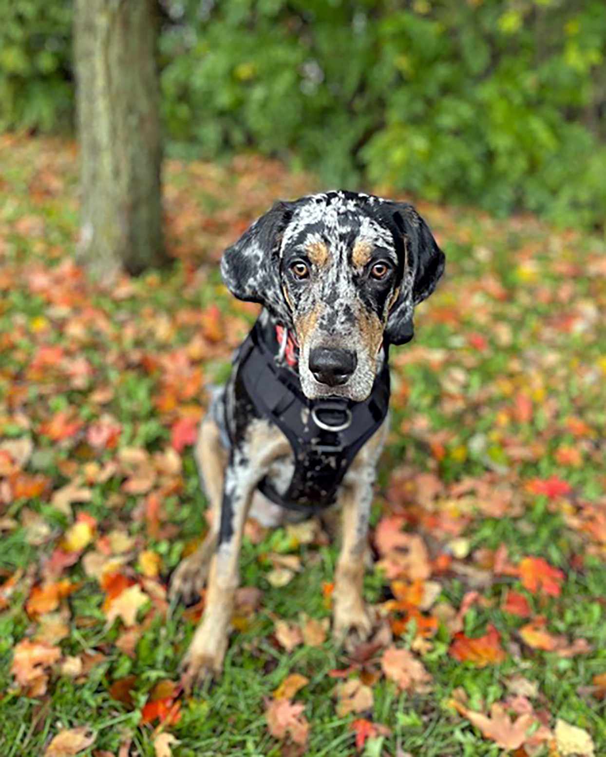 American Leopard Hound 3