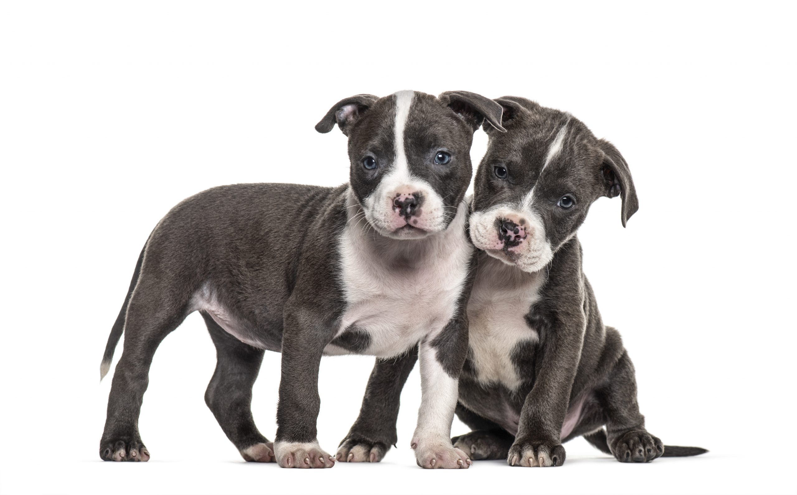 American Pit Bull Terrier 2