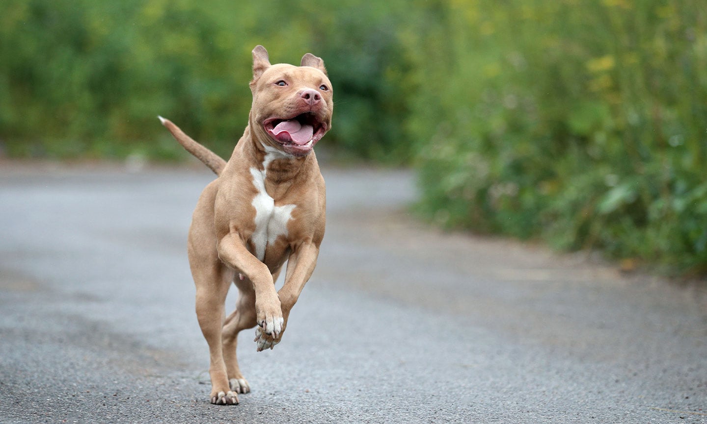 American Pit Bull Terrier 3