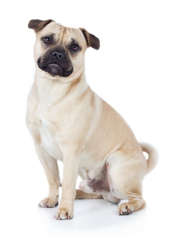 American Pugabull 2