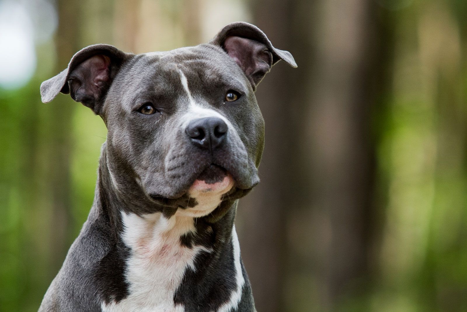 American Staffordshire Terrier 1