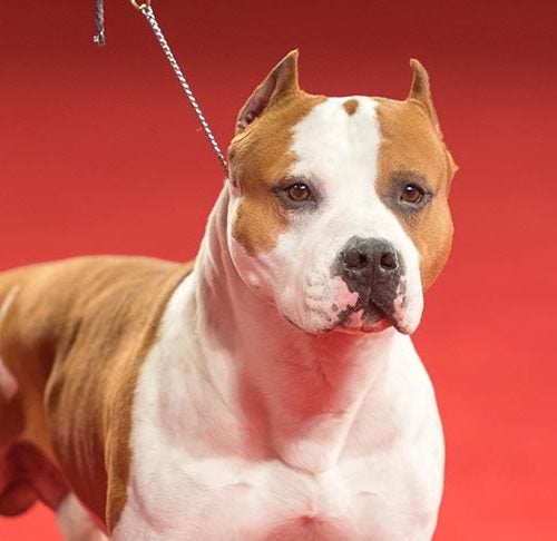 American Staffordshire Terrier 2