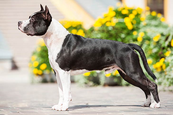American Staffordshire Terrier 3