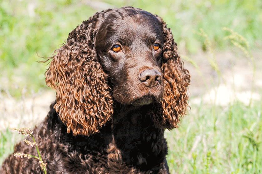 American Water Spaniel