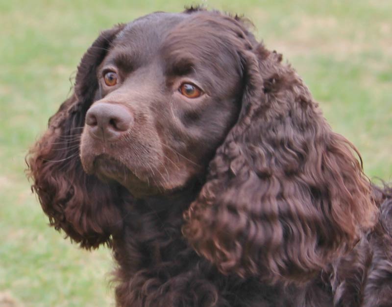 American Water Spaniel 2