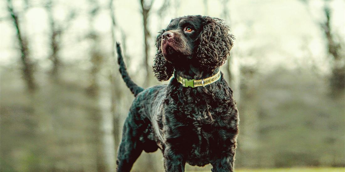 American Water Spaniel 3