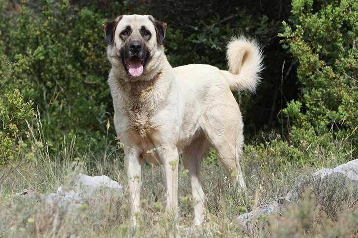 Anatolian Shepherd Dog 1